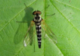 Chrysopilus ornatus; Ornate Snipe Fly; male
