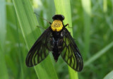 Chrysopilus thoracicus; Golden-backed Snipe Fly