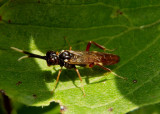 Macremphytus testaceus; Common Sawfly species