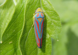 Graphocephala coccinea; Red-banded Leafhopper