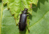 Pedilus lugubris; Fire-colored Beetle species