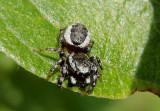 Pelegrina proterva; Jumping Spider species