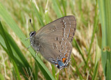 Satyrium calanus; Banded Hairstreak