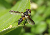 Xanthomelanodes arcuatus; Tachinid Fly species