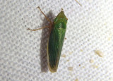 Draeculacephala Sharpshooter species