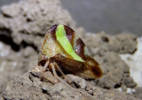 Smilia camelus; Treehopper species