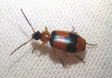 Lebia pulchella; Beautiful Banded Lebia