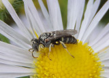 Oxybelus Square-headed Wasp species