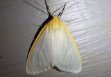 8230 - Cycnia tenera; Delicate Cycnia