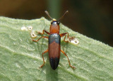 Languria trifasciata; Lizard Beetle species