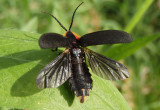 Lucidota atra; Black Firefly