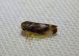 Pediopsoides distinctus; Leafhopper species; male