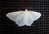 6273 - Speranza pustularia; Lesser Maple Spanworm Moth
