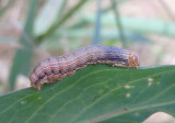 10438 - Mythimna unipuncta; Armyworm 
