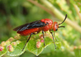 Arge coccinea; Argid Sawfly species