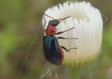 Collops tricolor; Soft-winged Flower Beetle species; female