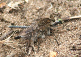 Efferia Robber Fly species with prey
