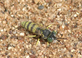Microbembex monodonta; Sand Wasp species
