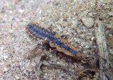 Lycidae Net-winged Beetle species larva