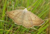 6739 - Euchlaena irraria; Least-marked Euchlaena