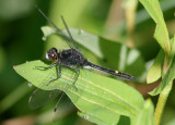 Leucorrhinia intacta; Dot-tailed Whiteface; male