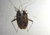 Phytocoris Plant Bug species