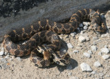 Western Fox Snake