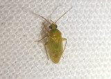 Phylini Plant Bug species