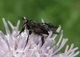 Empis clausa; Dance Fly species; female
