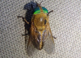 Tabanus quinquevittatus; Horse Fly species
