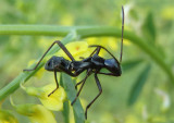 Alydus Broad-headed Bug species nymph