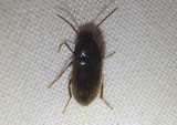 Hymenorus Comb-clawed Beetle species