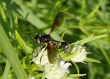 Physoconops obscuripennis; Thick-headed Fly species