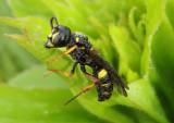 Cerceris clypeata; Apoid Wasp species; female