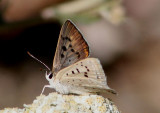 Lycaena xanthoides; Great Copper; female