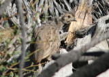 Mountain Quail chick