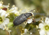 Mycterus canescens; Palm Beetle species