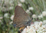 Satyrium saepium; Hedgerow Hairstreak