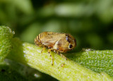 Clastoptera lineatocollis; Spittlebug species; female