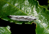 0979 - Ethmia arctostaphylella; Twirler Moth species