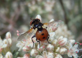 Gymnosoma Tachinid Fly species