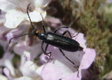 Lytta auriculata; Red-eared Blister Beetle