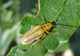 Trirhabda eriodictyonis; Skeletonizing Leaf Beetle species
