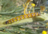 4992 - Uresiphita reversalis; Genista Broom Moth caterpillar