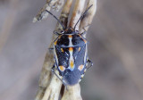 Bagrada hilaris; Bagrada Bug; exotic