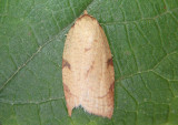 3749 - Amorbia cuneana; Western Avocado Leafroller