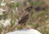 Rufous-crowned Sparrow