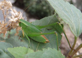 Scudderia mexicana; Mexican Bush Katydid; male nymph