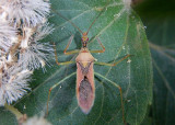 Zelus renardii; Leafhopper Assassin Bug