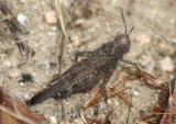 Lactista gibbosus; Band-winged Grasshopper species